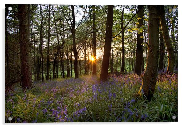 Bluebell Sundown Acrylic by Wayne Shipley