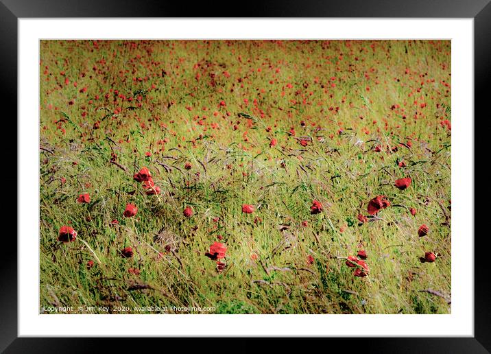 Red Poppies Framed Mounted Print by Jim Key