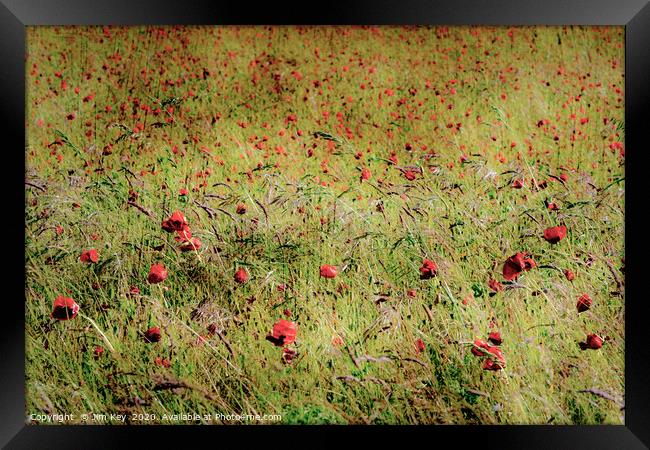 Red Poppies Framed Print by Jim Key
