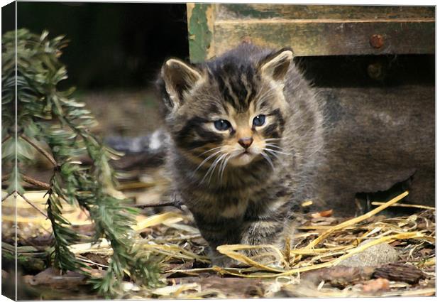 Scottish Wildcat Kitten Canvas Print by Linda More