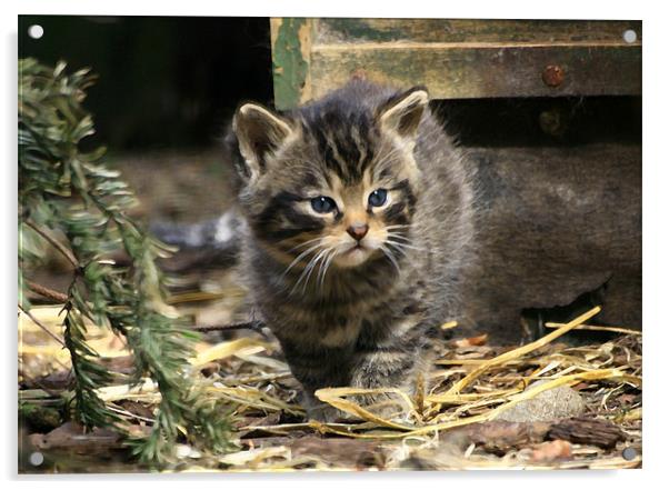 Scottish Wildcat Kitten Acrylic by Linda More