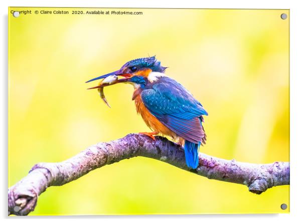 Kingfisher Male Acrylic by Claire Colston
