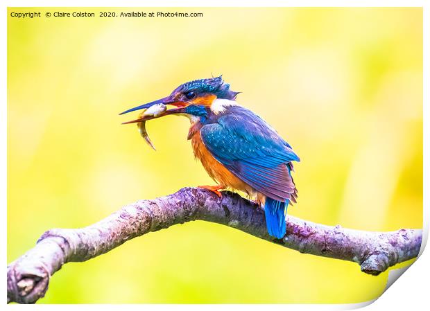 Kingfisher Male Print by Claire Colston