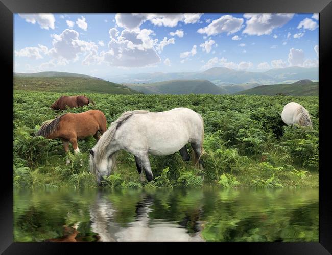 Majestic Wild Ponies Roam Free Framed Print by Simon Marlow