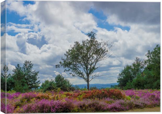 A lone tree amongst the heather  Canvas Print by Philip Enticknap