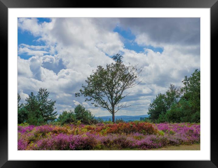 A lone tree amongst the heather  Framed Mounted Print by Philip Enticknap