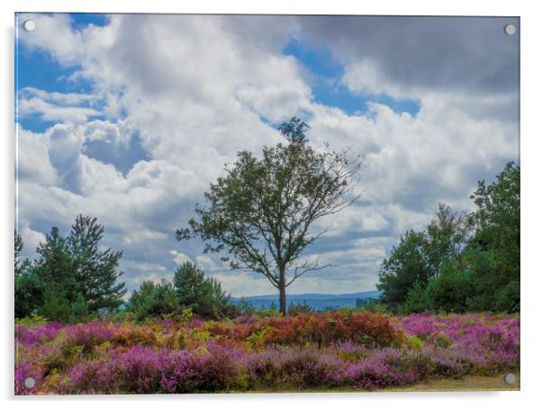 A lone tree amongst the heather  Acrylic by Philip Enticknap