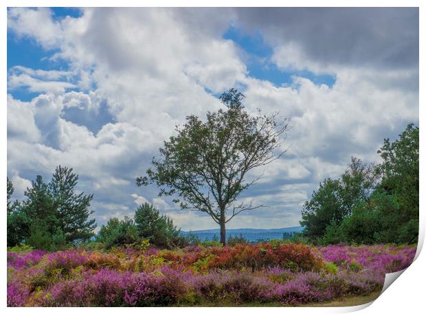 A lone tree amongst the heather  Print by Philip Enticknap