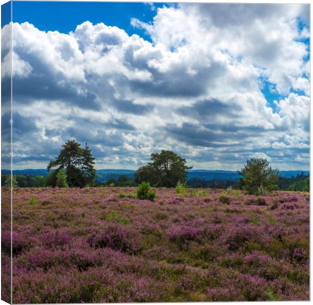 Three trees  amongst the heather  Canvas Print by Philip Enticknap