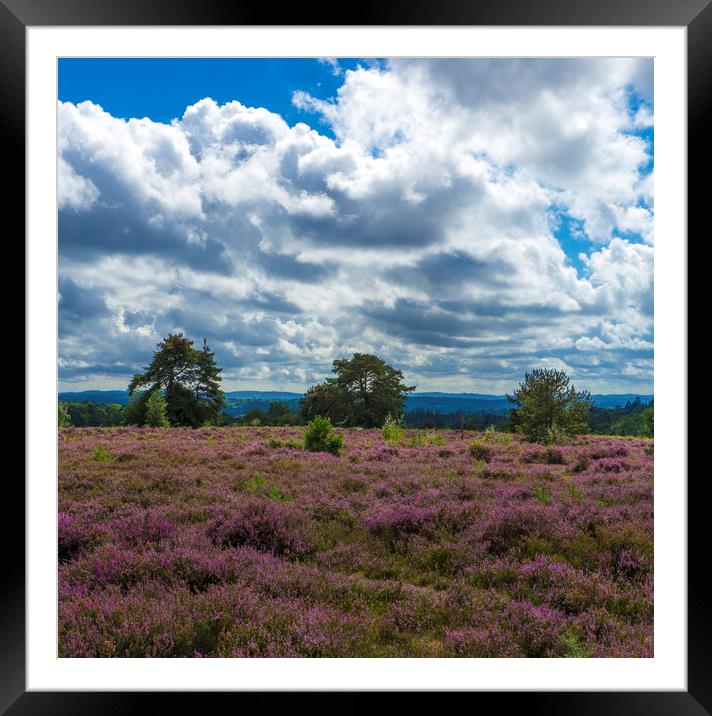 Three trees  amongst the heather  Framed Mounted Print by Philip Enticknap