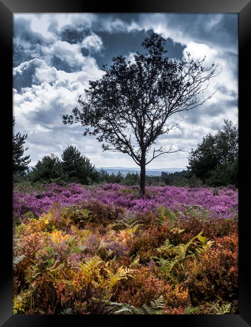 A lone  tree amongst the heather  Framed Print by Philip Enticknap