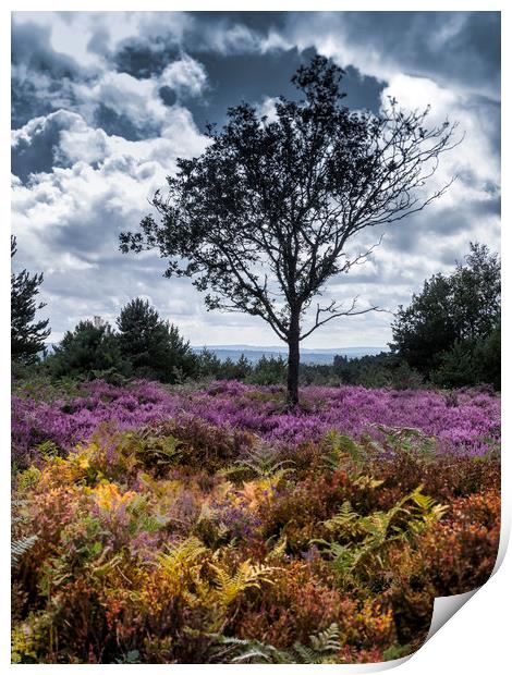A lone  tree amongst the heather  Print by Philip Enticknap