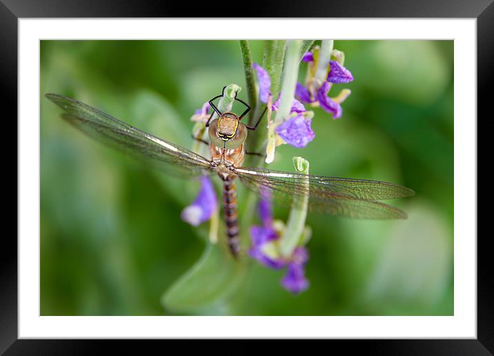 Dragonfly Framed Mounted Print by Svetlana Sewell