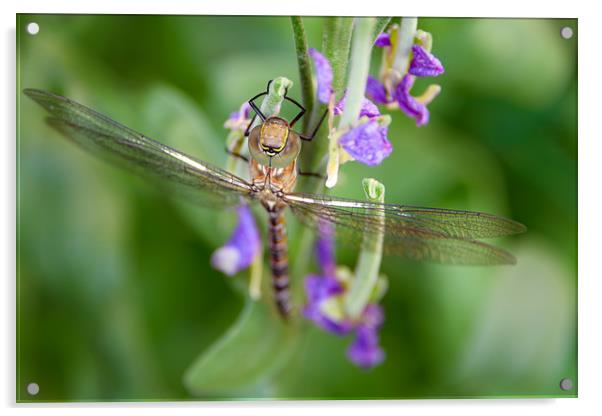 Dragonfly Acrylic by Svetlana Sewell