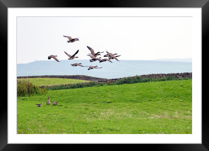 Ducks Flying Framed Mounted Print by Svetlana Sewell