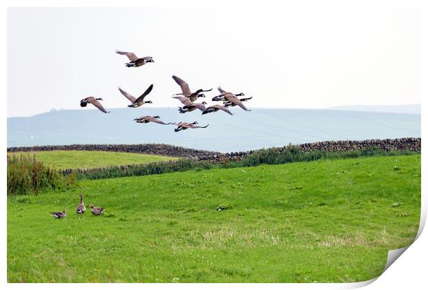 Ducks Flying Print by Svetlana Sewell