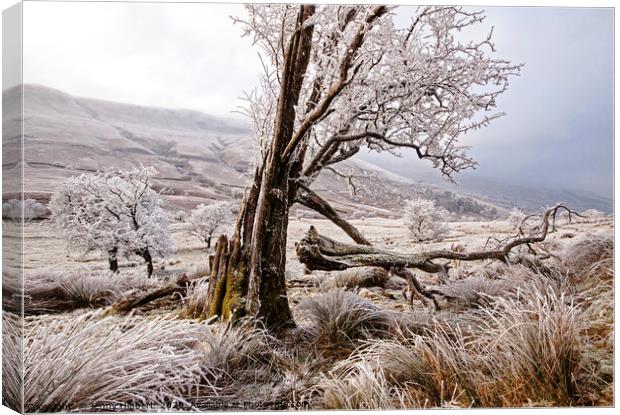 Trees in frost covered Brecon Beacons Canvas Print by Jenny Hibbert