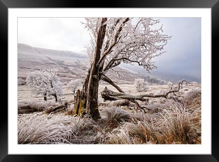 Trees in frost covered Brecon Beacons Framed Mounted Print by Jenny Hibbert