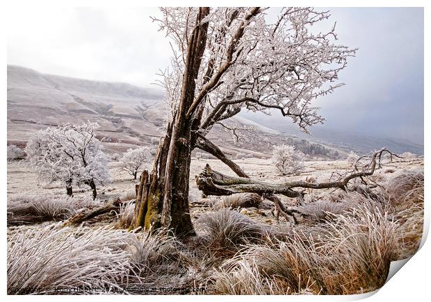 Trees in frost covered Brecon Beacons Print by Jenny Hibbert