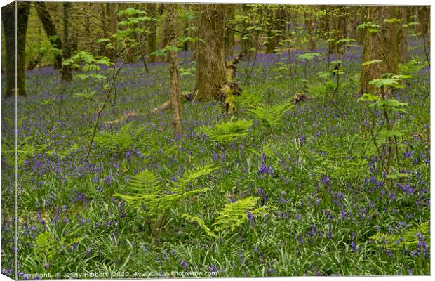 Bluebells and ferns in wood Canvas Print by Jenny Hibbert