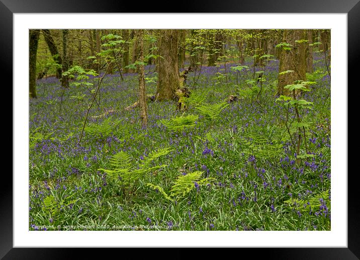 Bluebells and ferns in wood Framed Mounted Print by Jenny Hibbert