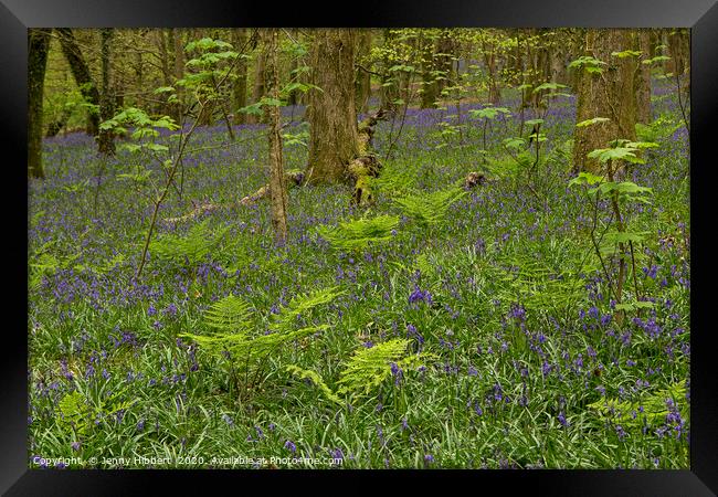 Bluebells and ferns in wood Framed Print by Jenny Hibbert