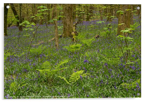 Bluebells and ferns in wood Acrylic by Jenny Hibbert
