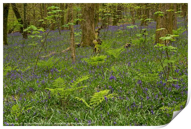 Bluebells and ferns in wood Print by Jenny Hibbert