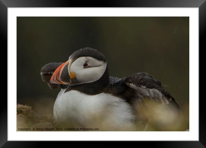 Puffin shaking wings from raindrops at Skomer Framed Mounted Print by Jenny Hibbert