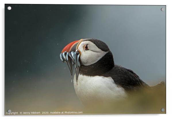Puffin with catch of sand eels on Skomer Island Pe Acrylic by Jenny Hibbert