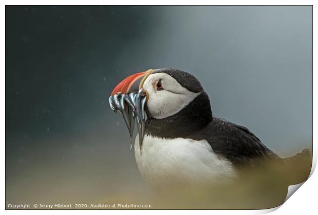 Puffin with catch of sand eels on Skomer Island Pe Print by Jenny Hibbert