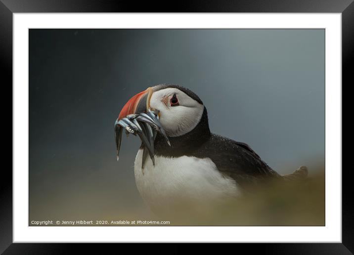 Puffin with catch of sand eels on Skomer Island Pe Framed Mounted Print by Jenny Hibbert