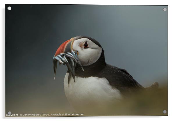 Puffin with catch of sand eels on Skomer Island Pe Acrylic by Jenny Hibbert