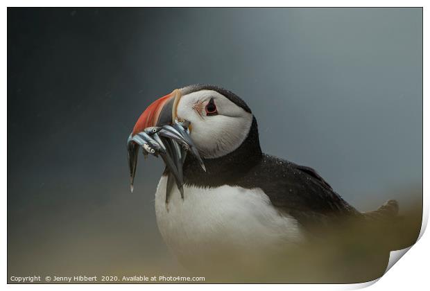 Puffin with catch of sand eels on Skomer Island Pe Print by Jenny Hibbert