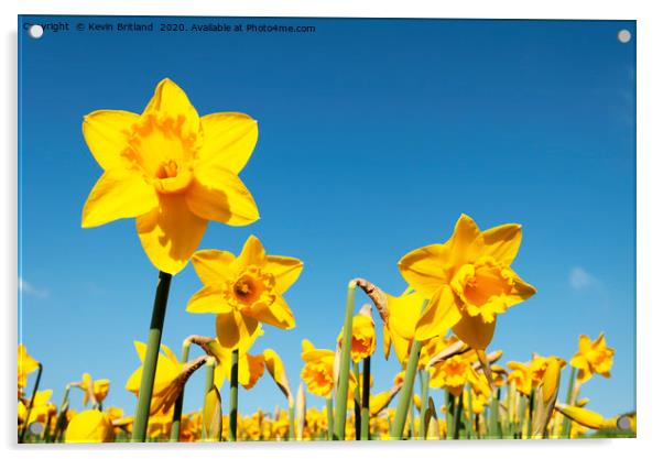 Daffodils in full flower Acrylic by Kevin Britland