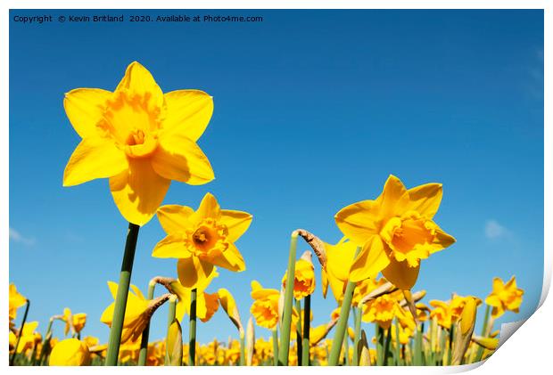 Daffodils in full flower Print by Kevin Britland