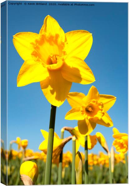 Daffodils in full flower Canvas Print by Kevin Britland