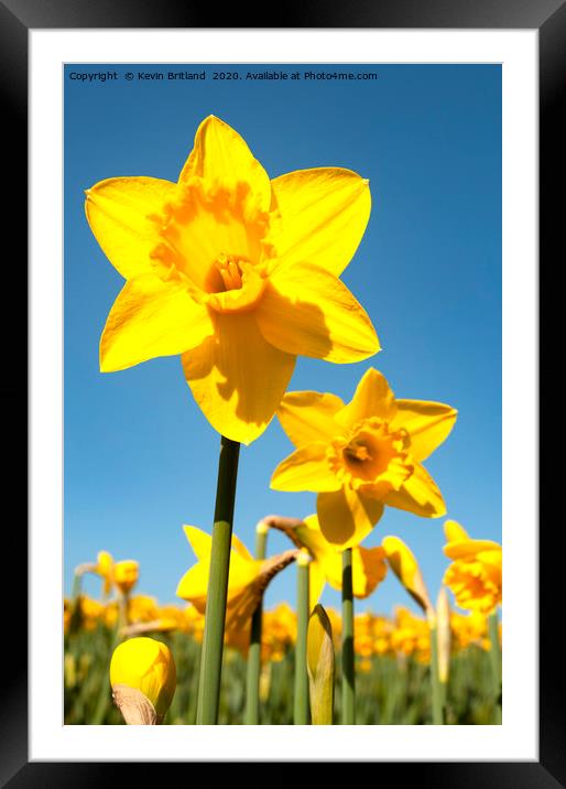 Daffodils in full flower Framed Mounted Print by Kevin Britland