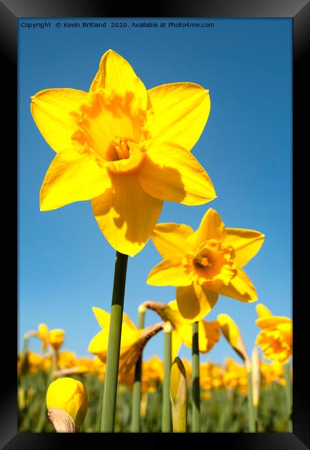 Daffodils in full flower Framed Print by Kevin Britland