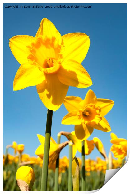 Daffodils in full flower Print by Kevin Britland