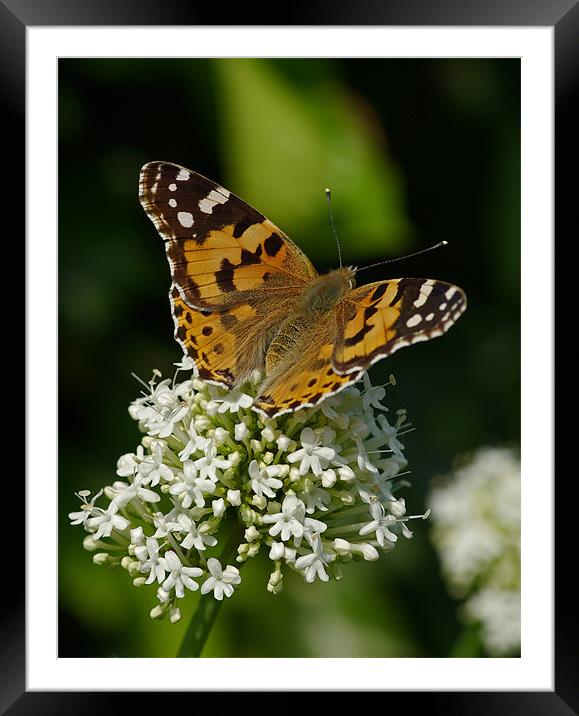 Painted lady butterfly Framed Mounted Print by Pete Hemington