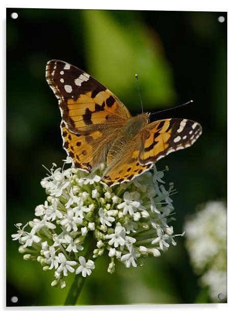 Painted lady butterfly Acrylic by Pete Hemington