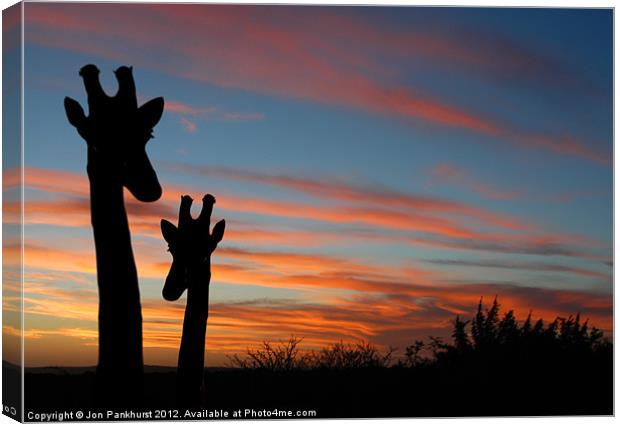 African Sunset with Mother Giraffe Canvas Print by Jonathan Pankhurst