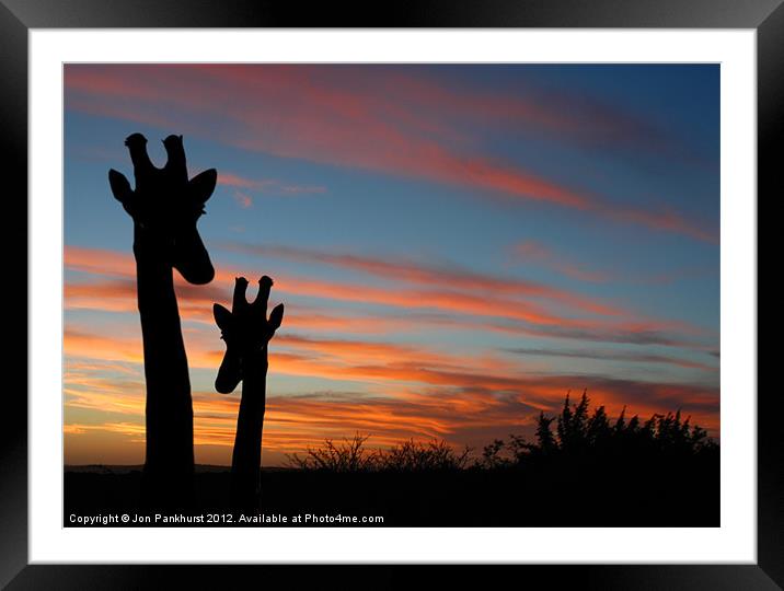 African Sunset with Mother Giraffe Framed Mounted Print by Jonathan Pankhurst