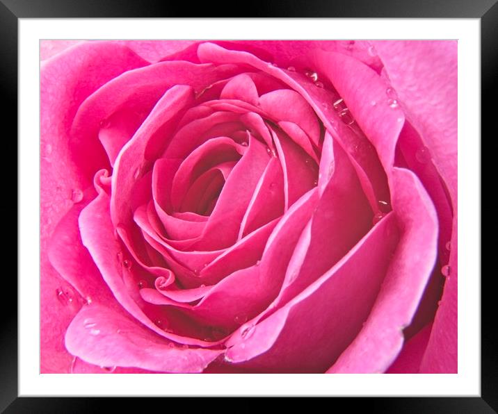 Raindrops on Pink Rose Petals Framed Mounted Print by Rob Cole
