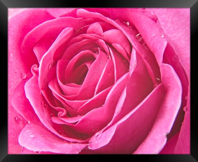 Raindrops on Pink Rose Petals Framed Print by Rob Cole
