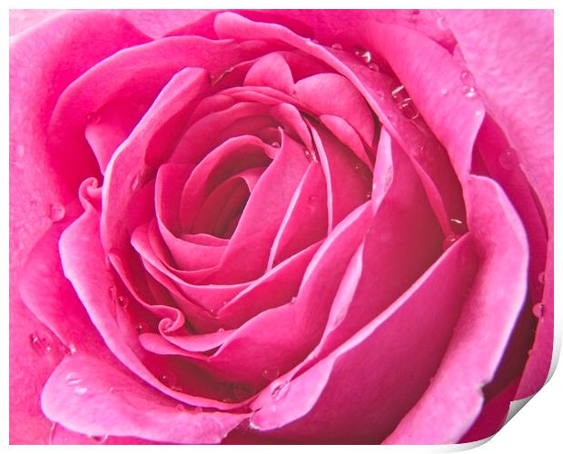 Raindrops on Pink Rose Petals Print by Rob Cole