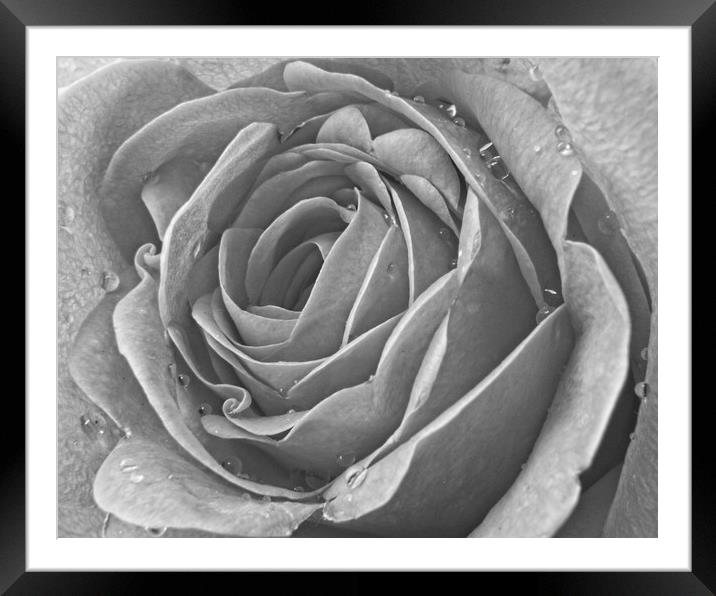 Raindrops on Rose Petals Framed Mounted Print by Rob Cole