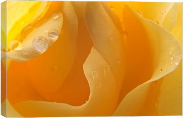 Raindrops on Yellow Rose Petals Canvas Print by Rob Cole