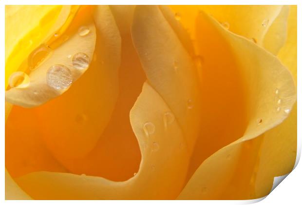 Raindrops on Yellow Rose Petals Print by Rob Cole